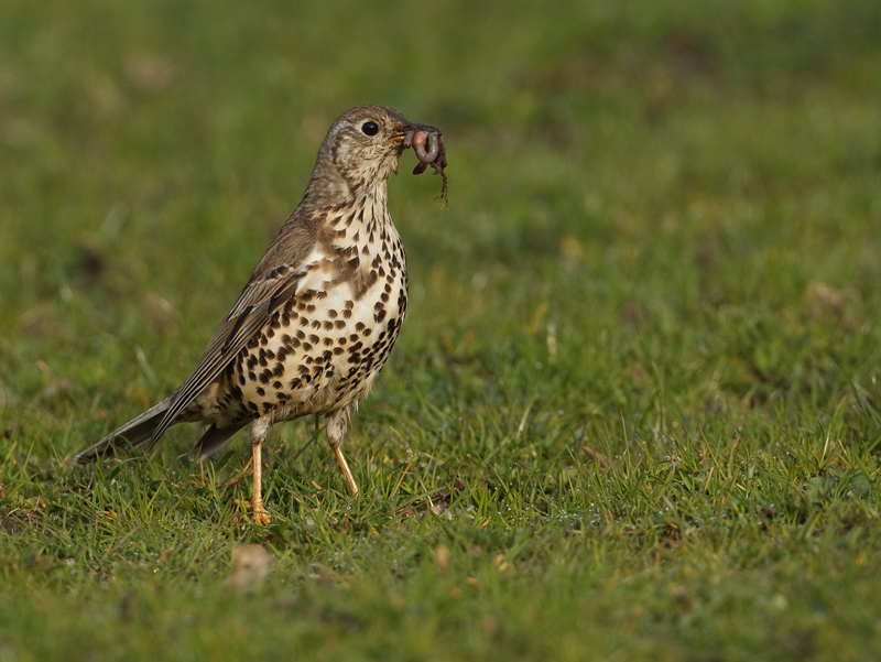 Turdus viscivorus Grote Lijster Mistle Thrush